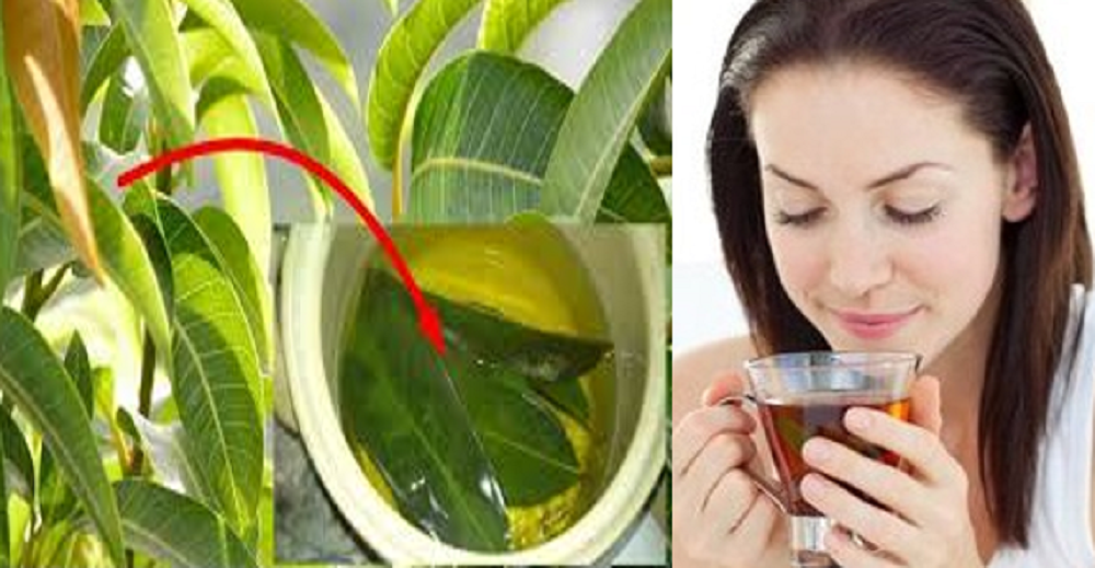 Tidak hanya buahnya, daun mangga ternyata memiliki nilai gizi yang baik untuk kesehatan. Diolah jadi makanan dan minuman yang berkhasiat.