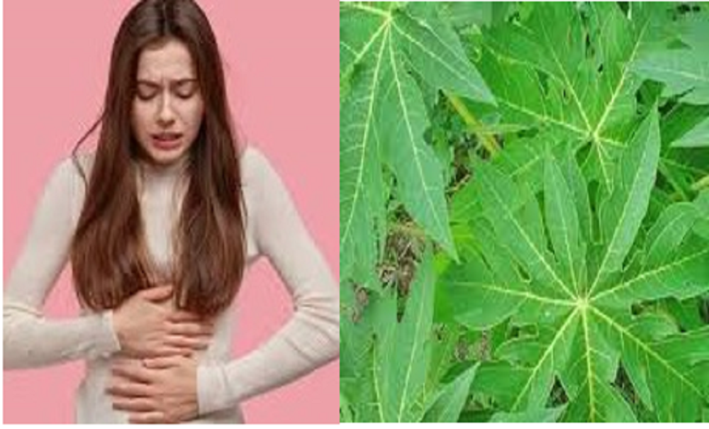 Salah satu manfaat daun pepaya bagi para wanita dewasa jika dikonsumsi secara rutin adalah mampu untuk mengurangi nyeri menstruasi atau haid.