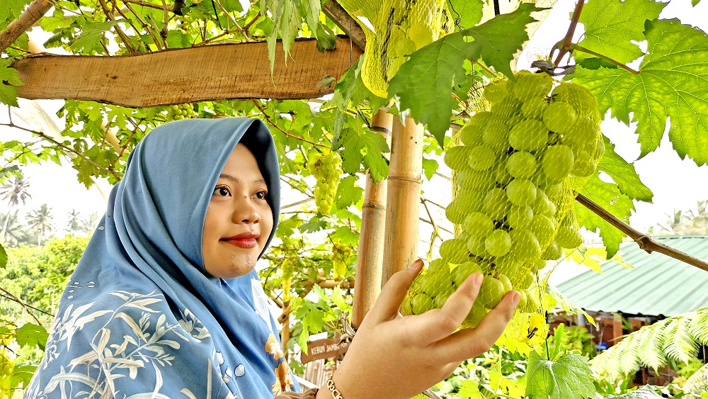 Pengunjung melihat-lihat jenis anggur di Kebun Saung Paribon (Swarga Buah Tropical), Kecamatan Srumbung, Kabupaten Magelang.