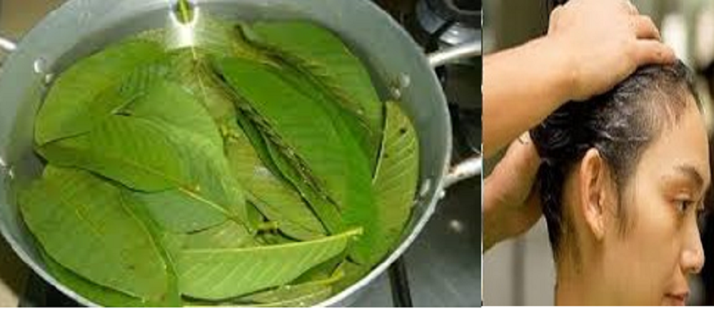 Air rebusan  daun jambu biji ini tidak hanya bermanfaat untuk kesehatan pencernaan saja, akan tetapi daun jambu biji juga sangat bagus untuk perawatan kecantikan salah satunya untuk rambut.