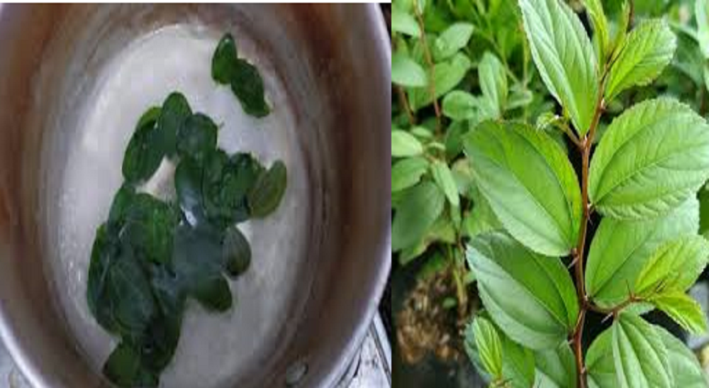 Air rebusan daun bidara telah lama digunakan sebagai obat tradisional untuk mengatasi berbagai masalah kesehatan.