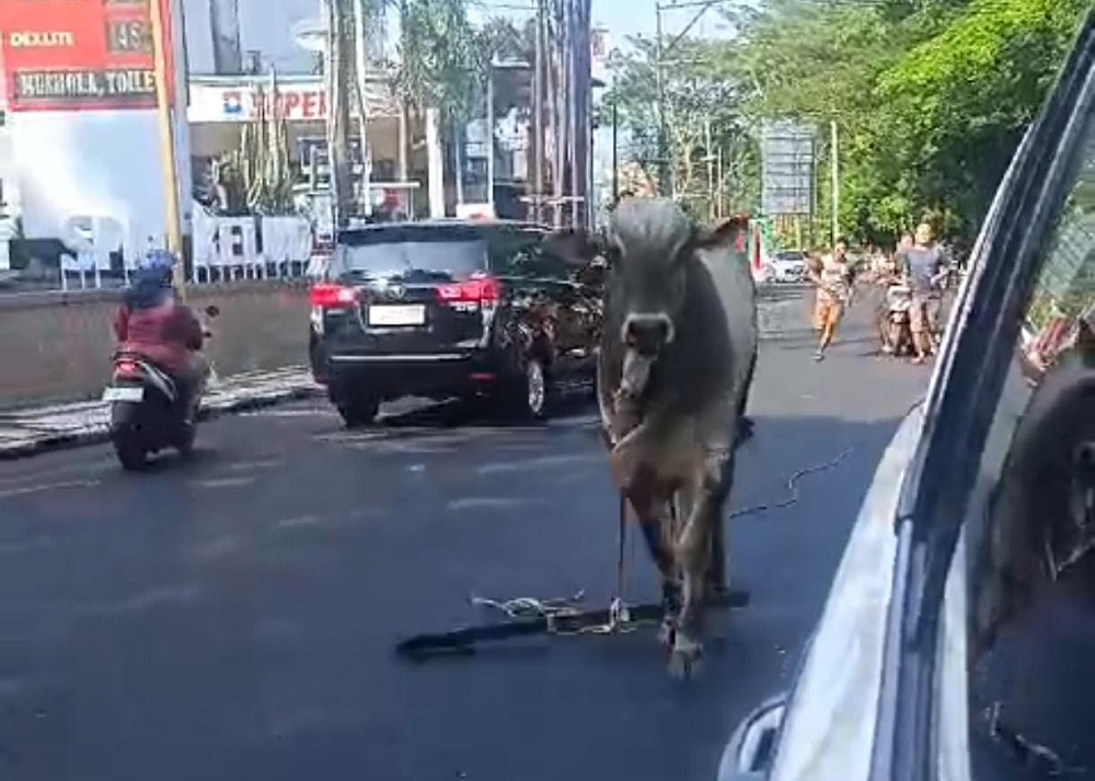 Sapi kurban Masjid An-Nur Sampangan Kota Semarang ngamuk dan lepas hingga ke jalan raya, Senin (17/6/2024).