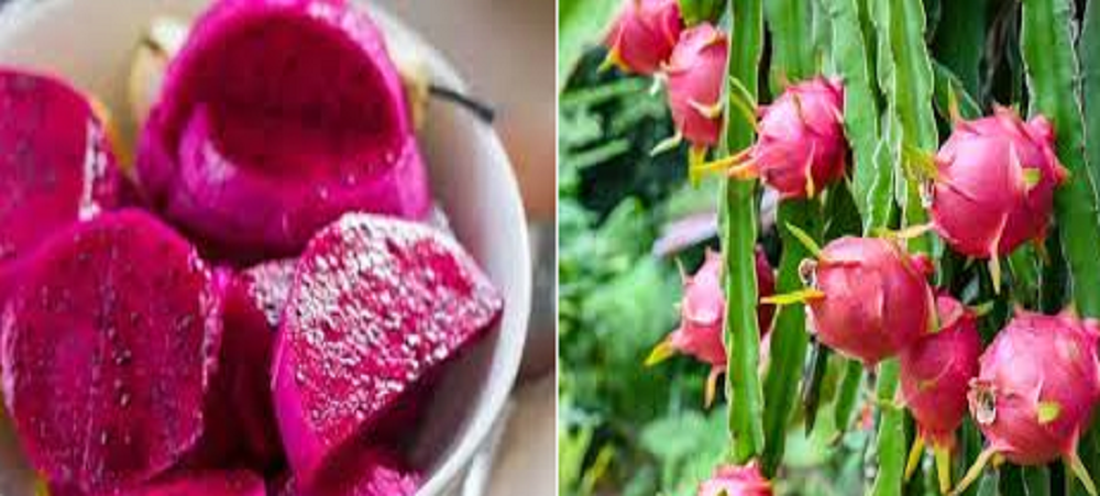 Buah naga merah kaya akan kandungan nutrisi dan gizinya.