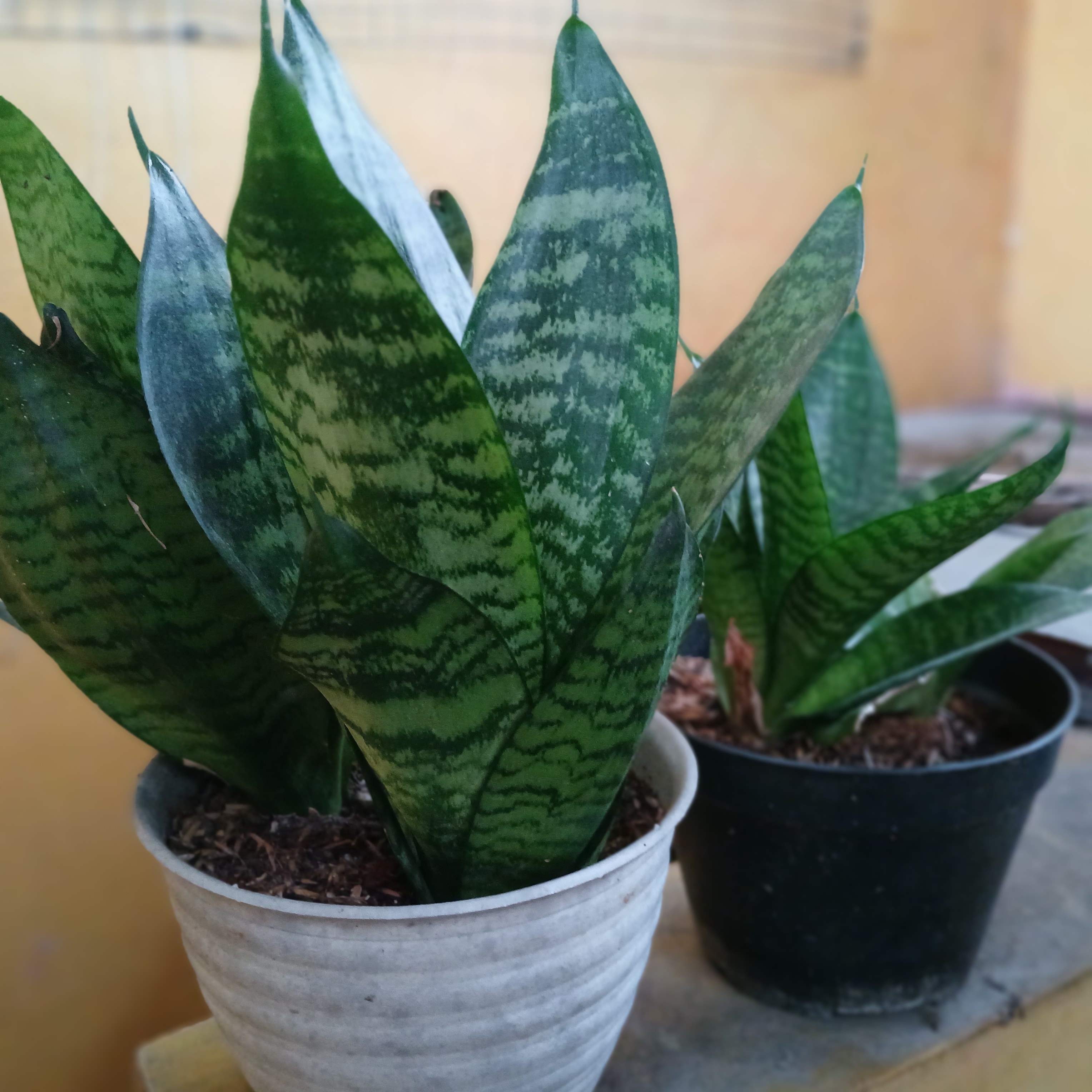 Lidah mertua atau sansiviera tanaman indoor penghasil oksigen.