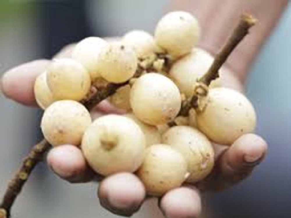 Manfaat buah langsat bagi kesehatan tubuh karena terdapat kandungan gizinya yang beragam.