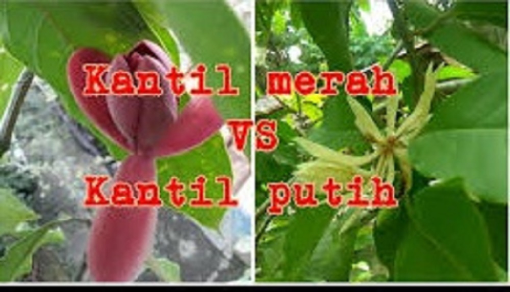 Bunga kantil merah memiliki makna dan simbolisme yang penting dalam beberapa budaya dan kepercayaan di Indonesia.