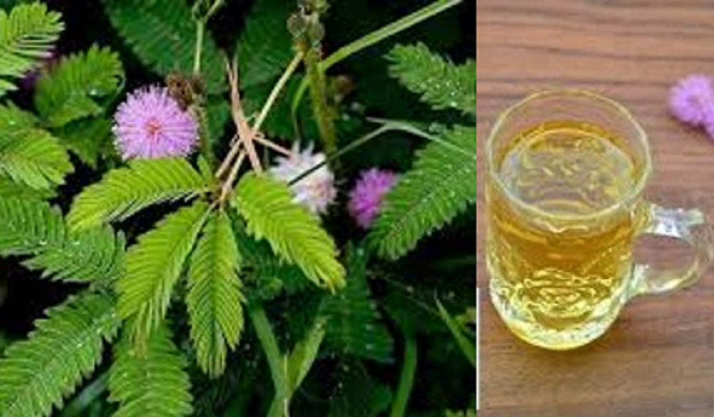 Di balik sifatnya yang sensitif terhadap sentuhan, daun putri malu menyimpan banyak manfaat kesehatan yang menarik.