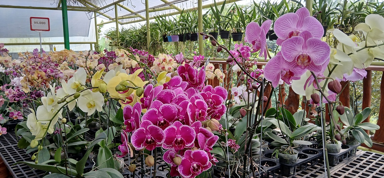 Anggrek bulan jenis hibrid lebih tahan lama mekarnya dibanding jenis spesies.