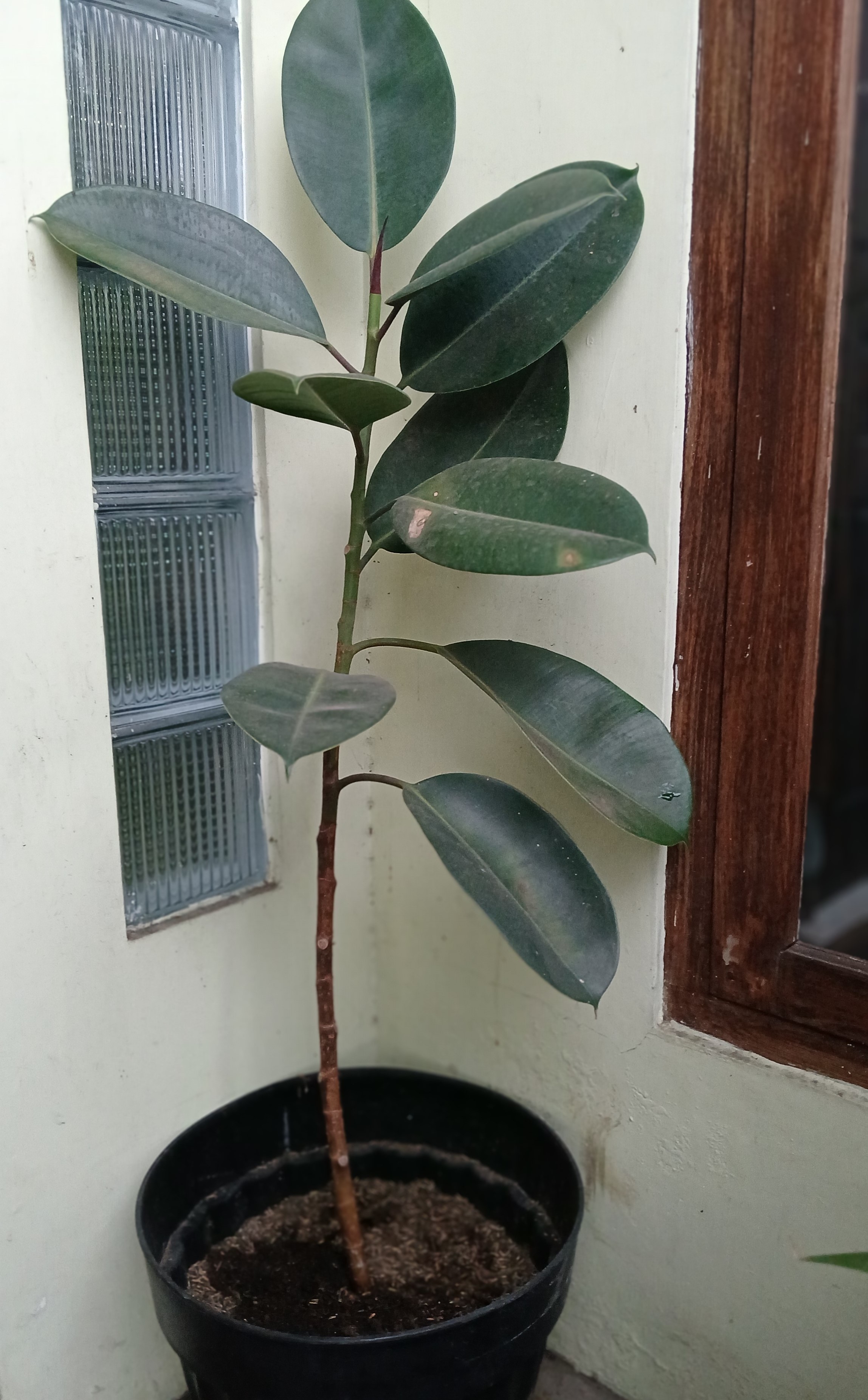 Karet kebo memiliki tampilan indah, sekaligus penghasil oksigen.