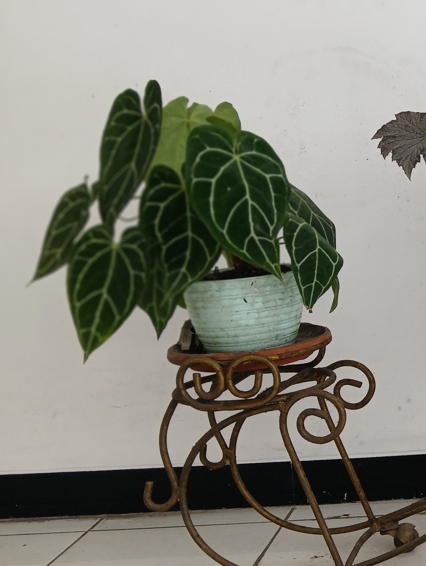 Kuping gajah bisa diletakkan di dalam ruangan.