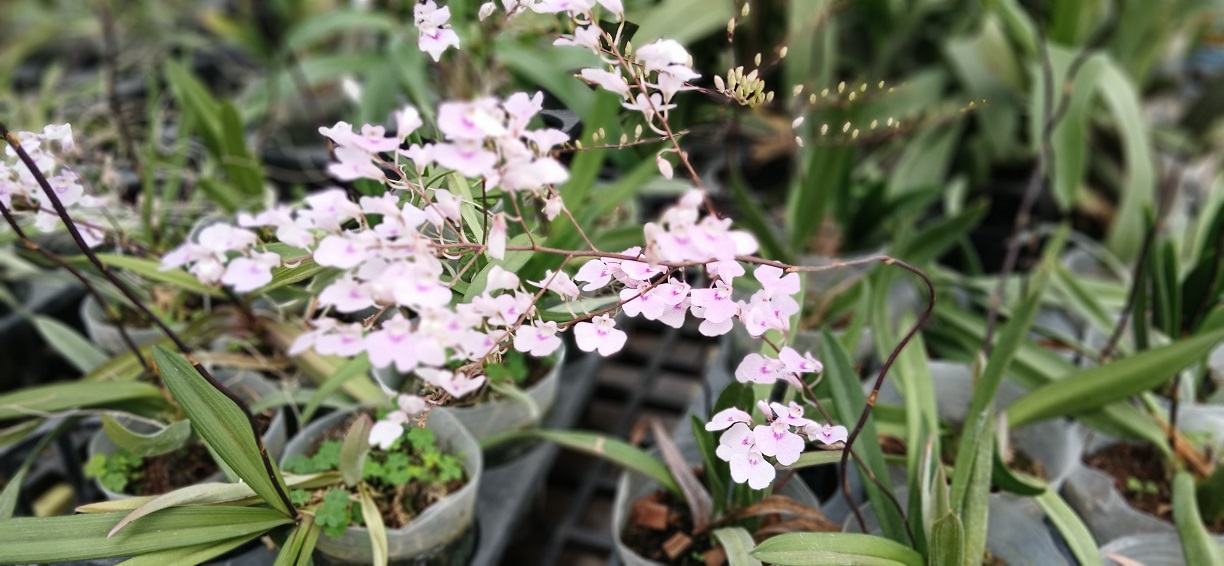 Suhu yang tepat akan membuat anggrek oncidium mekar lebih lama.