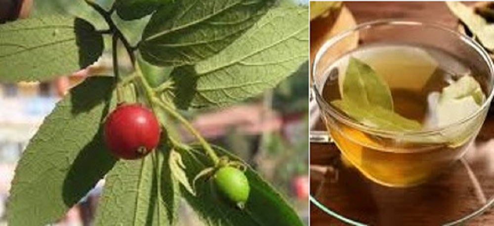 Air rebusan daun kersen merupakan minuman tradisional yang telah lama digunakan di Indonesia untuk mengatasi berbagai masalah kesehatan.