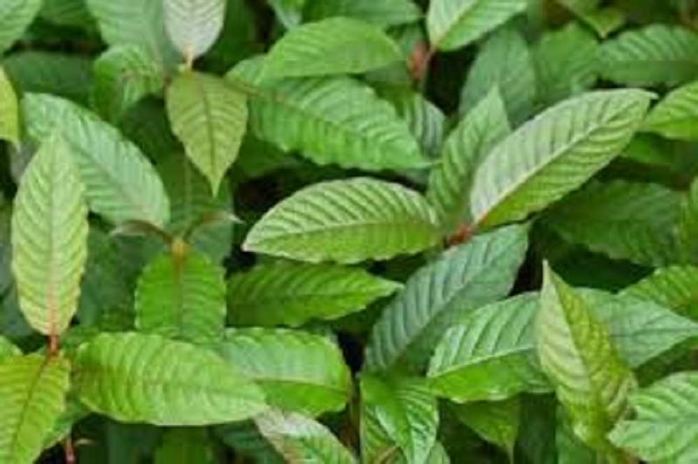 Kratom merupakan salah satu tanaman yang dikenal sebagai obat herbal.