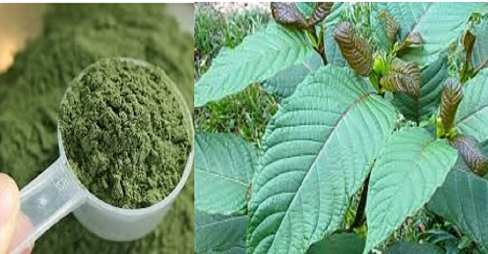 Di Indonesia, daun kratom sering diolah menjadi jamu dan teh herbal. Selain itu, kratom juga tersedia dalam bentuk serbuk atau bubuk