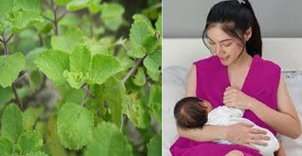 Daun herbal ini juga telah lama digunakan sebagai obat tradisional untuk melancarkan produksi ASI, menjaga daya tahan tubuh, meredakan demam