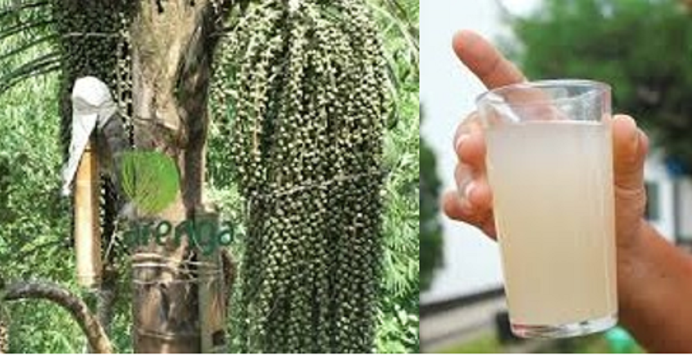 Air nira berasal dari pohon aren (Arenga pinnata) yang memiliki banyak manfaat kesehatan, termasuk untuk penderita asam lambung.