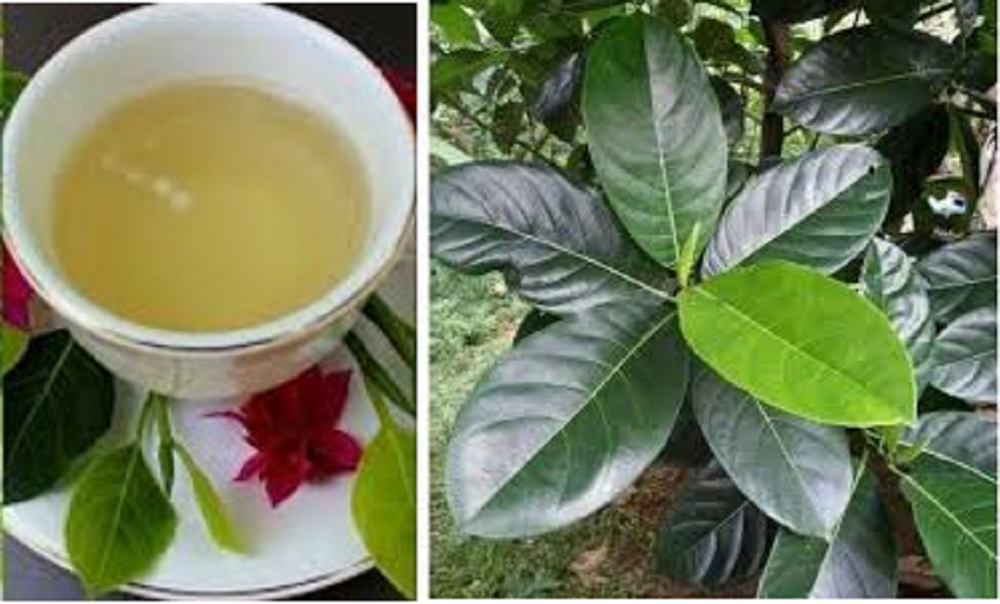 Daun nangka biasanya hanya dimanfaatkan sebagai pakan ternak. Belum banyak yang tahu kalau daun nangka bermanfaat untuk kesehatan.