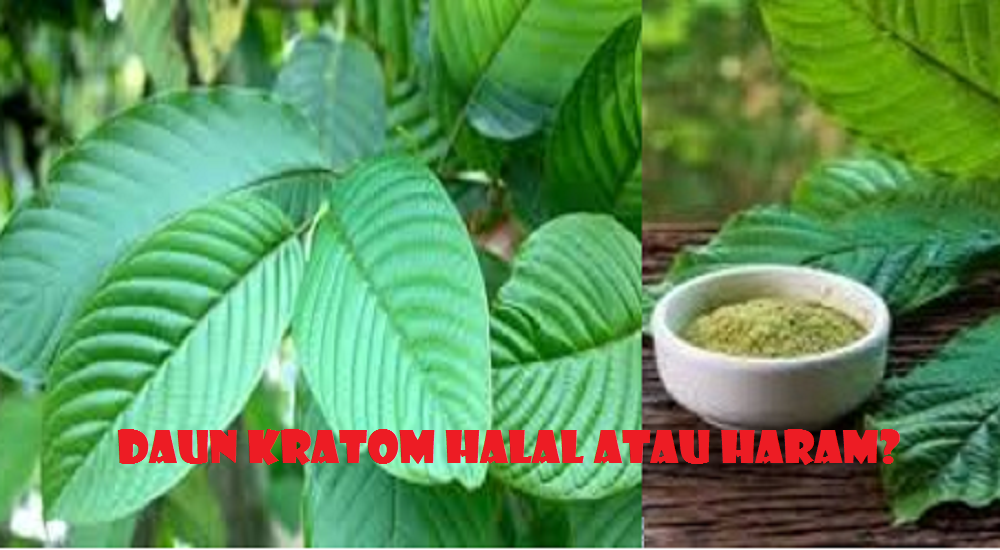 Meski punya potensi sebagai obat herbal, kratom menuai kontroversi lantaran memiliki efek memabukkan dan berpotensi masuk golongan narkotika.