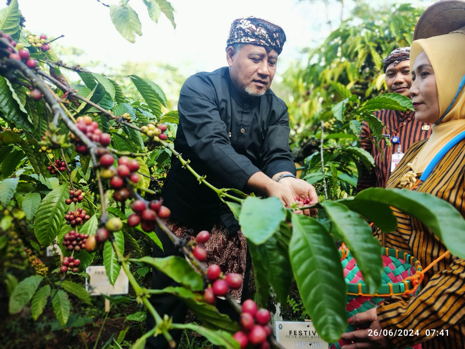 Penjabat Bupati Temanggung Hary Agung Prabowo melakukan petik merah kopi di Desa/Kecamatan Gemawang, Rabu (26/6/2024).