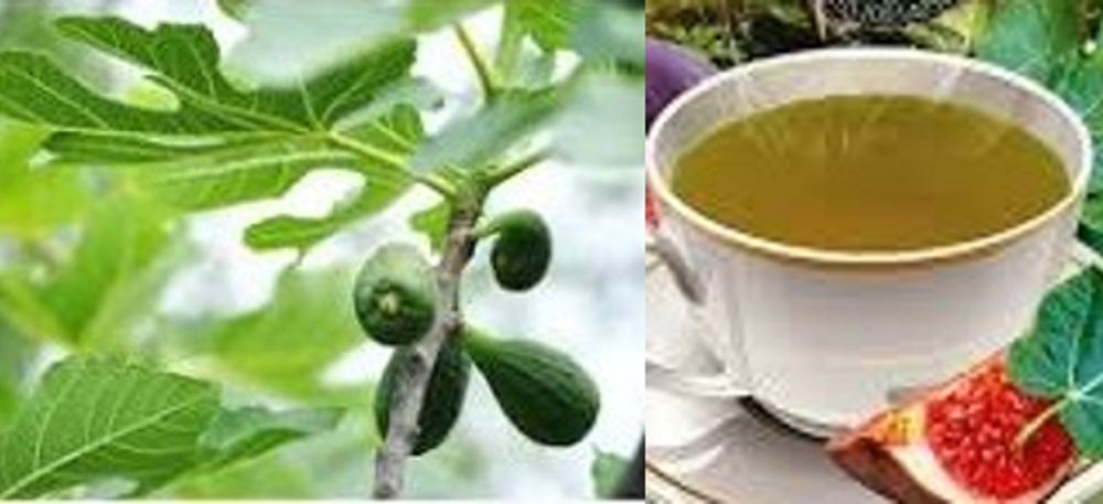 Sejak dahulu, tanaman tin telah digunakan sebagai bahan obat herbal . Tak hanya bagian buah dan akarnya saja, tapi juga daunnya