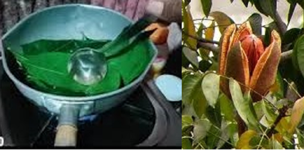 Daun mahoni memiliki banyak manfaat kesehatan berkat kandungan nutrisinya yang kaya, termasuk antioksidan, vitamin, dan mineral.