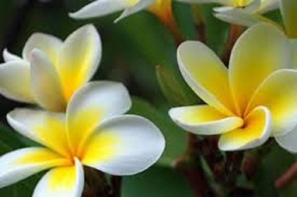 10 Manfaat Tersembunyi Tanaman Kamboja yang Bikin Anda Penasaran