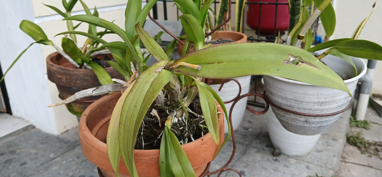 Anggrek dendrium ini terlalu banyak terpapar sinar matahari.