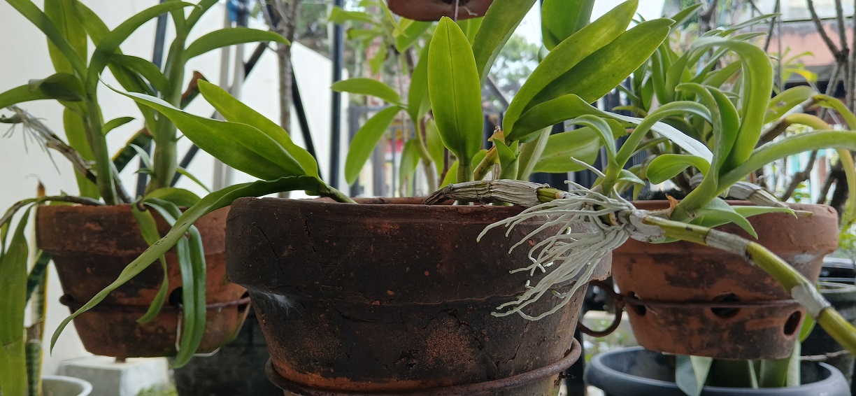 Anggrek dendrobium ini perlu direpotting. Terlihat akarnya mencuat keluar dari pot.