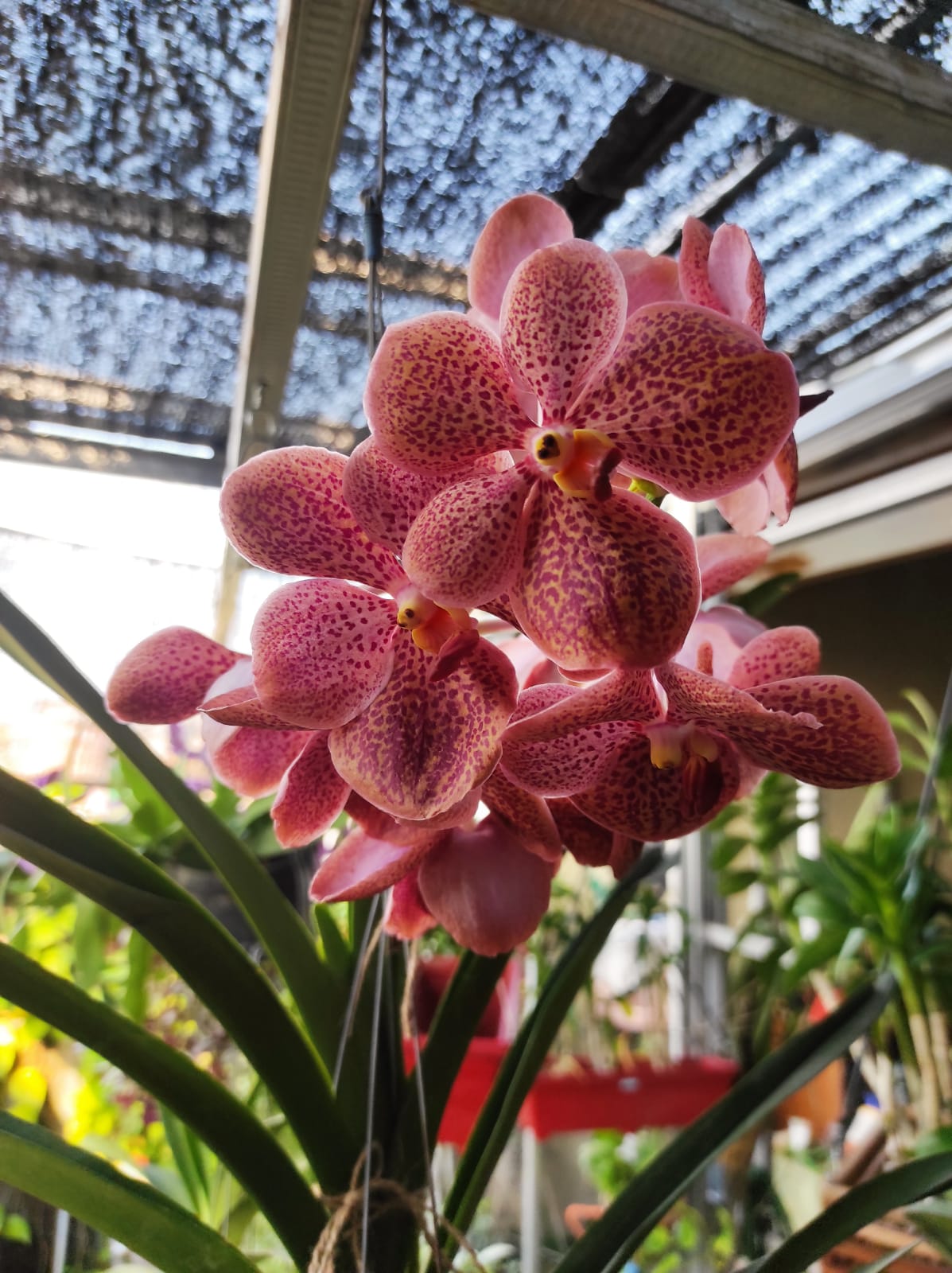 Anggrek vanda memiliki beragam warna bunga dan bercorak yang unik.