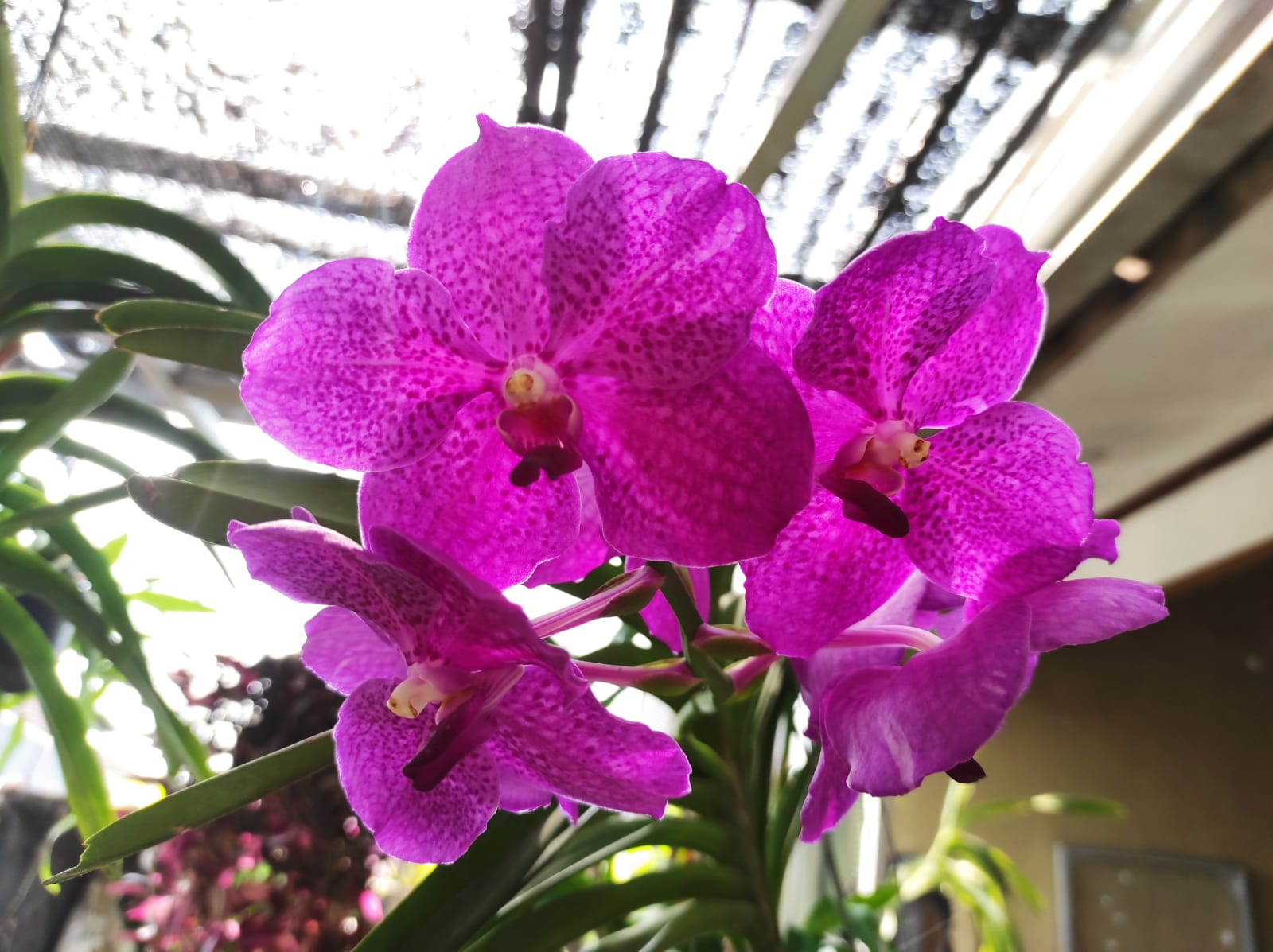 Vanda bisa tumbuh berkembang tanpa media tanam.