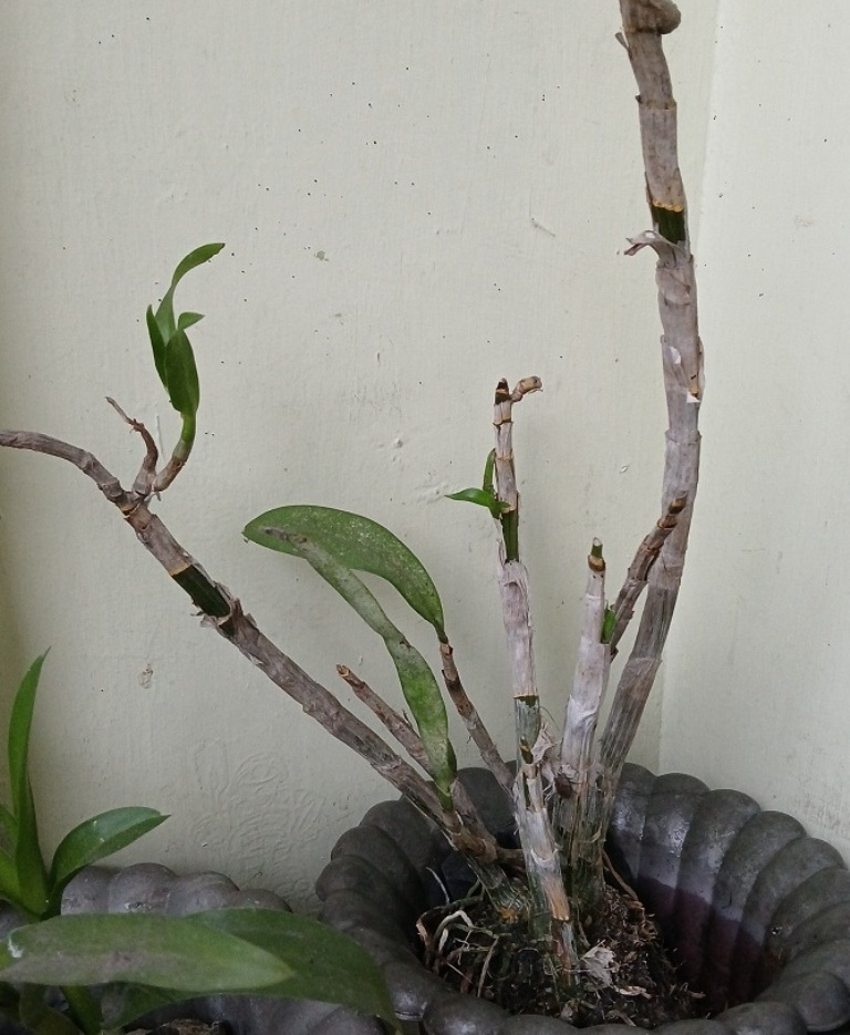 Anggrek dendrobium ini batangnya mengering, daun layu.