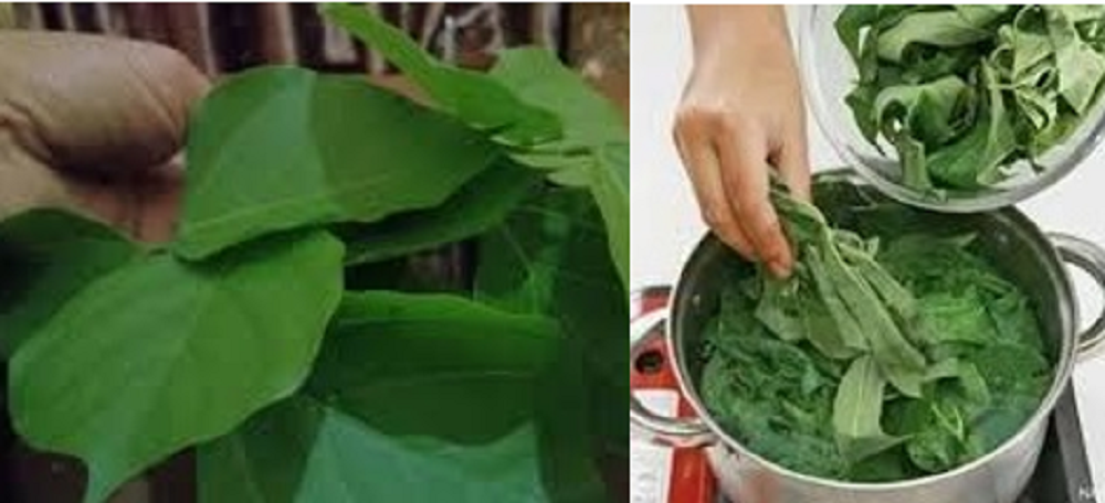 Karena mengandung nutrisi dan senyawa tanaman yang baik, mengonsumsi daun dadap bisa memberi banyak manfaat kesehatan.