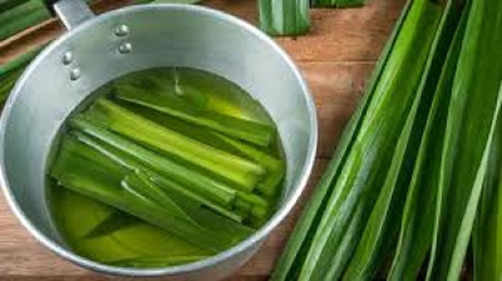 Air rebusan daun pandan juga dipercaya memiliki banyak manfaat bagi kesehatan.