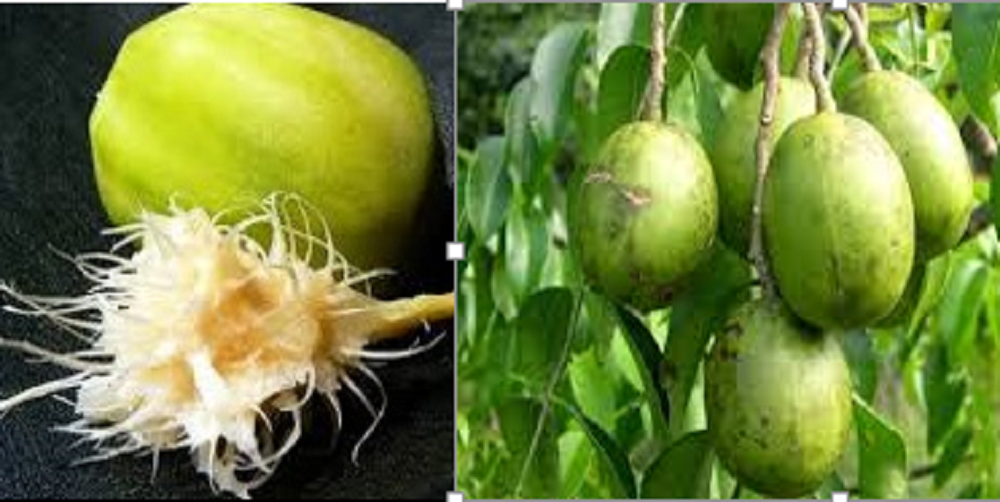 Biji kedondong mengandung sejumlah nutrisi penting yang dapat memberikan kontribusi besar untuk kesehatan tubuh.