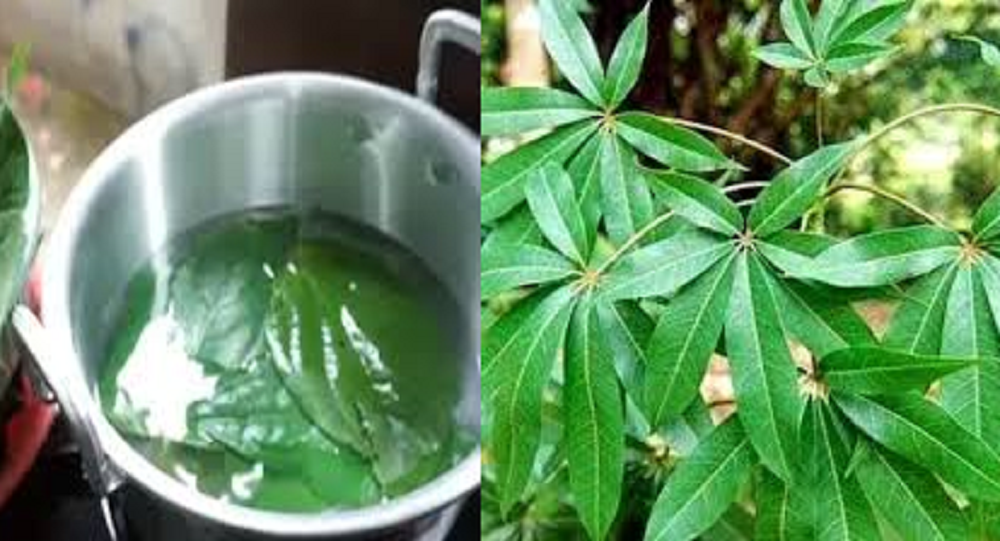 Daun randu ber khasiat yang baik untuk kesehatan karena di dalamnya mengandung flavonoid, saponin, dammar, hidrat, tanin,