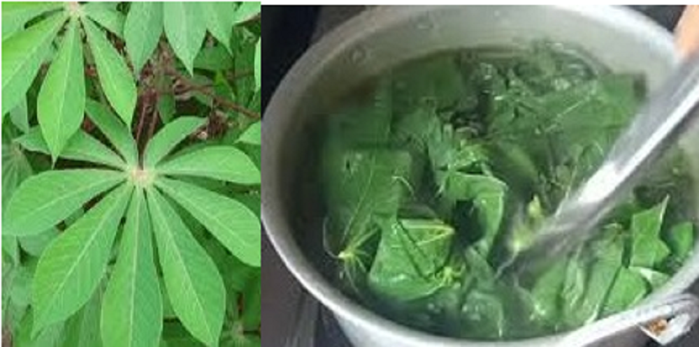Daun singkong memiliki berbagai potensi manfaat kesehatan, dan air rebusan daun singkong sebagai salah satu cara  untuk mengonsumsinya.