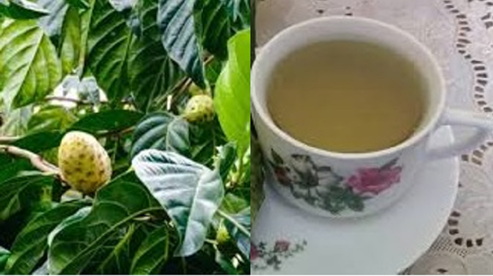 Kandungan air rebusan daun mengkudu yang baik untuk kesehatan, antara lain: Antioksidan, Vitamin E, Vitamin C, Etanol, dan Polyphenols.