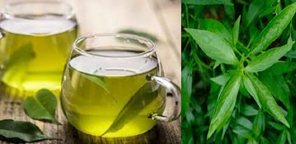Anda bisa mengonsumsi daun sambiloto dalam bentuk ramuan jamu, air rebusan daun sambiloto atau suplemen yang tersedia di pasaran.