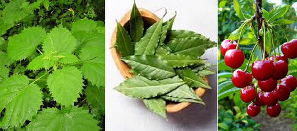 Cara menyembuhkan asam urat tanpa obat bisa dilakukan. Di antaranya dengan mengonsumsi buah ceri, serta air rebusan daun salam dan daun jelatang.