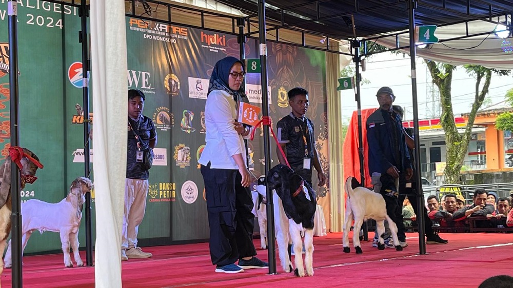Kontes Kambing Kaligesing Tingkat Regional Jawa 2024 yang digelar di Gerbang Mandala Wonosobo, Minggu (7/7).
