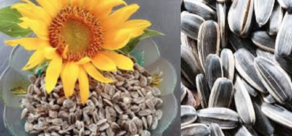 Camilan kuaci ini terkandung berbagai zat penting seperti asam amino, protein, mineral, dan lainnya. Makan kuaci punya banyak khasiat untuk kesehatan.