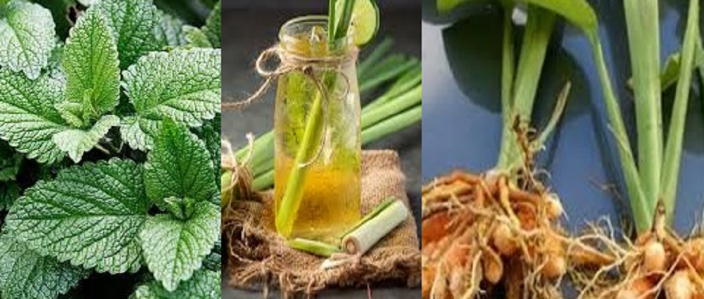 Banyak obat herbal yang dipercaya mampu mengatasi asam lambung naik secara efektif, di antaranya dengan mengonsumsi daun serai, daun mint dan akar manis.