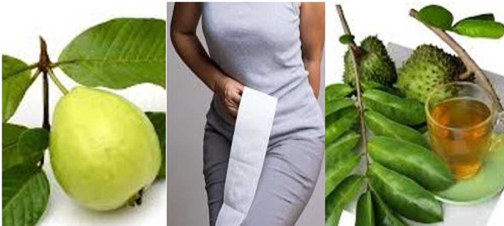 Orang seringkali menyepelekan wasir tanpa pengobatan, padahal ada berbagai cara mengobati wasir yang bisa diupayakan. Salah satunya dengan obat herbal daun jambu biji dan daun sirsak.
