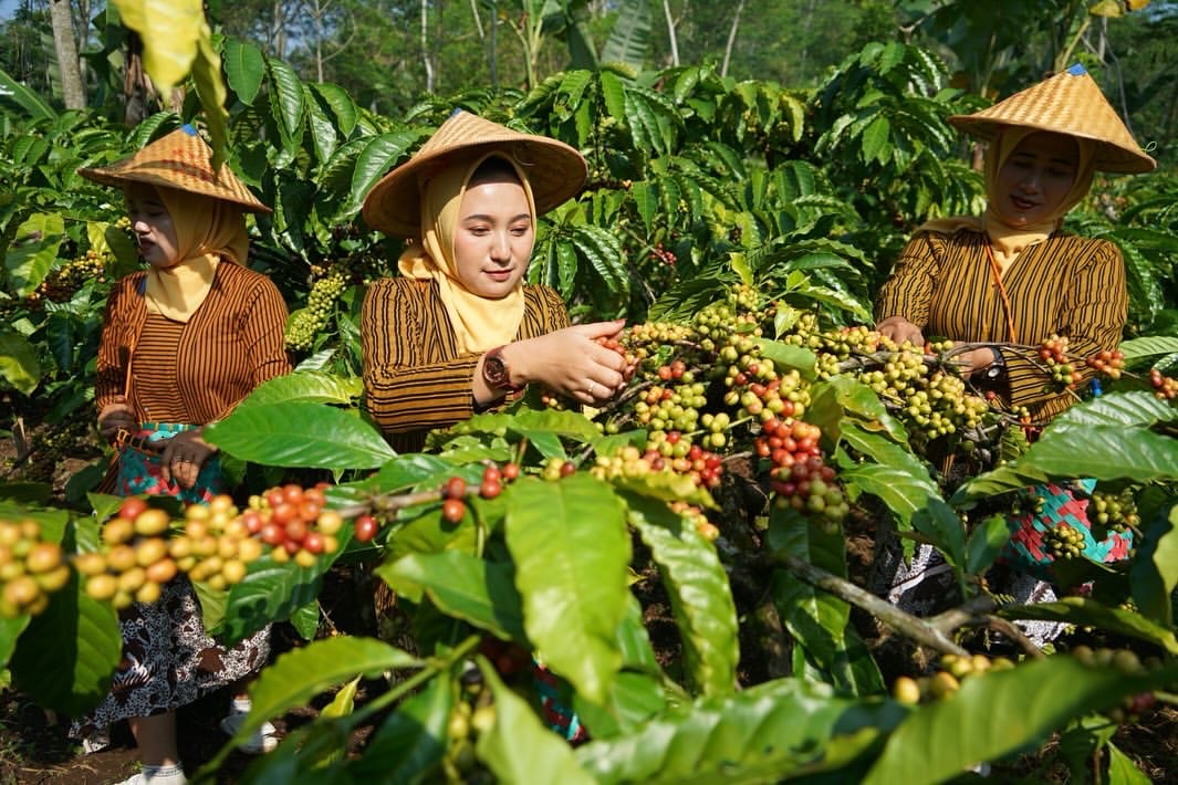 Warga Desa Gemawang, Kecamatan Gemawang memetik kopi merah saat Festival Petik Kopi beberapa waktu lalu. Saat ini harga kopi melambung.