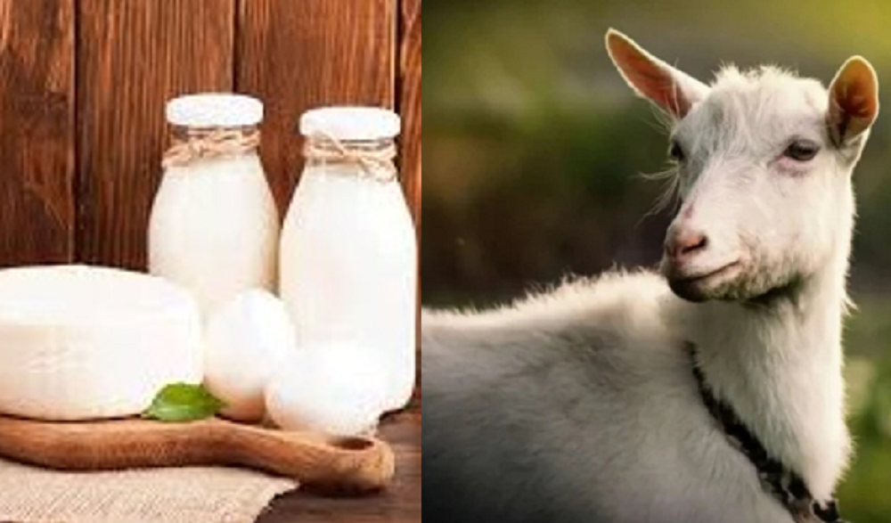 Salah satu manfaat susu kambing etawa adalah kandungan protein yang lebih tinggi dan kandungan lemak jenuh yang lebih rendah.