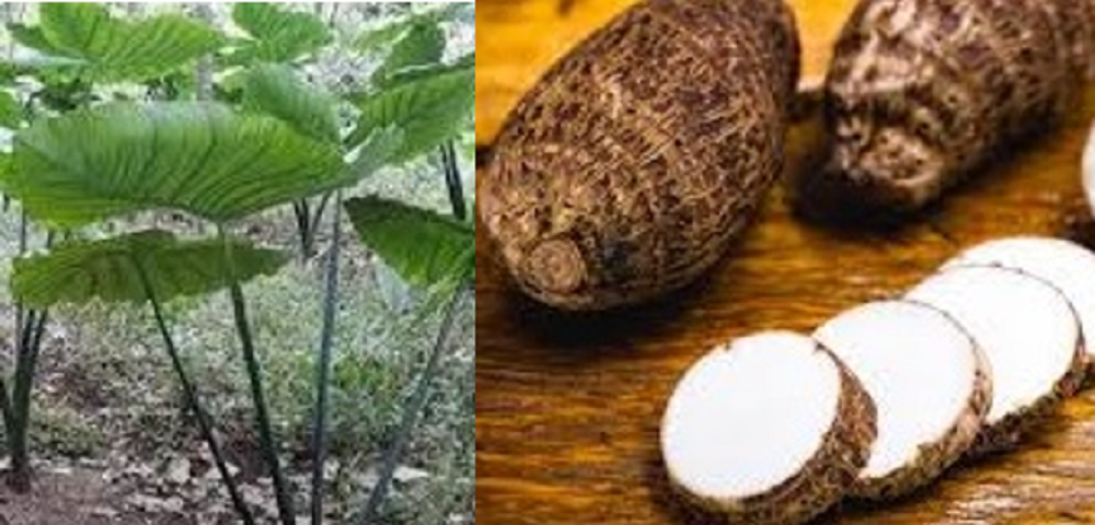 Talas yang juga dikenal sebagai singkong raksasa (Colocasia esculenta), bukan hanya sekadar umbi-umbian untuk konsumsi pangan. Tetapi juga menyimpan sejumlah manfaat kesehatan yang luar biasa.