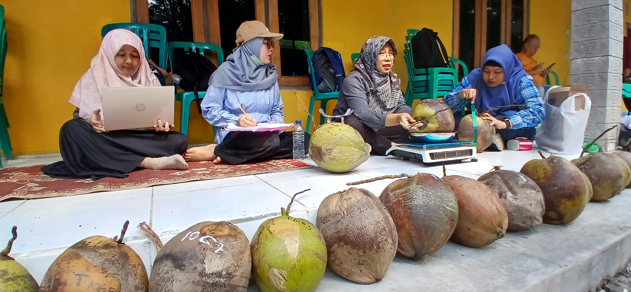 Pendataan kelapa upat-upat asli dari Desa Banyuadem, Srumbung, Kabupaten Magelang, Rabu (17/7/2024).