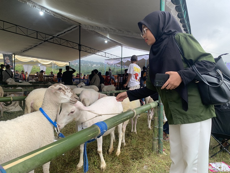 Pengunjung melihat domba yang dikonteskan di lapangan Desa Menjer, Kecamatan Garung, Kabupaten Wonosobo, Sabtu (20/7/2024).