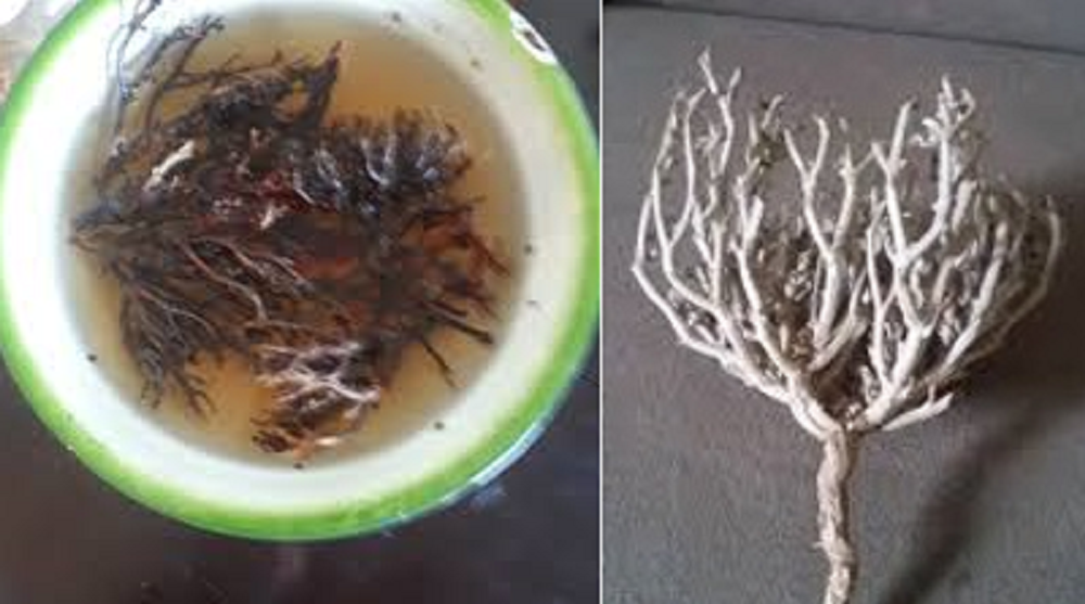 Rumput fatimah memiliki kandungan zat yang menyerupai hormon estrogen (fitoestrogen) serta sifat antiradang dan antioksidan, sehingga dianggap dapat mengobati berbagai penyakit.