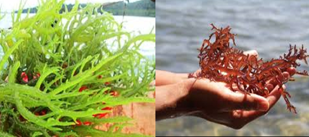 Tak hanya dikonsumsi sebagai lauk sehari-hari, rumput laut ternyata memiliki banyak nutrisi yang bermanfaat bagi kesehatan tubuh.
